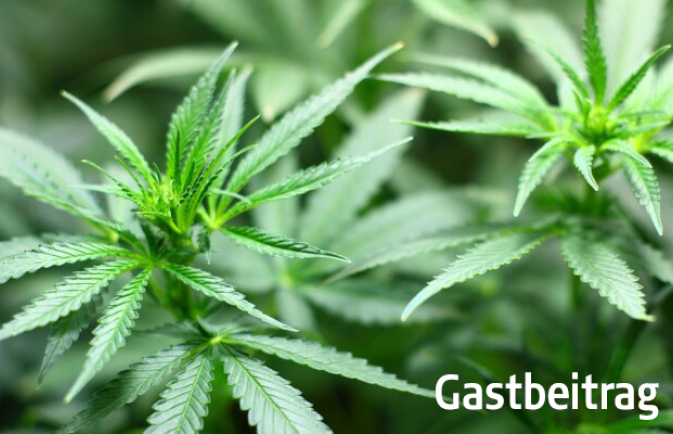 Cannabis4.jpg